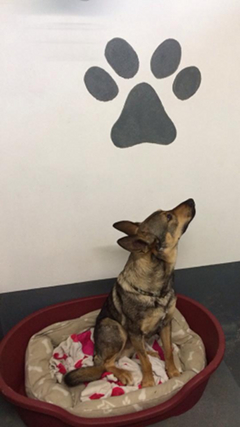 dog in bed at Lynncrest Boarding Kennels