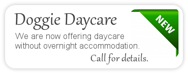 doggie daycare display