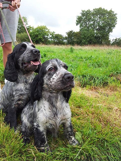 two dogs 
exercising in a field